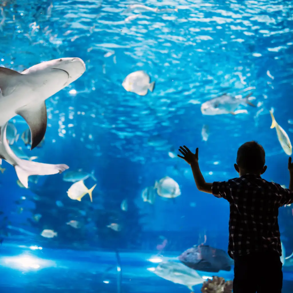 The National Aquarium Abu Dhabi